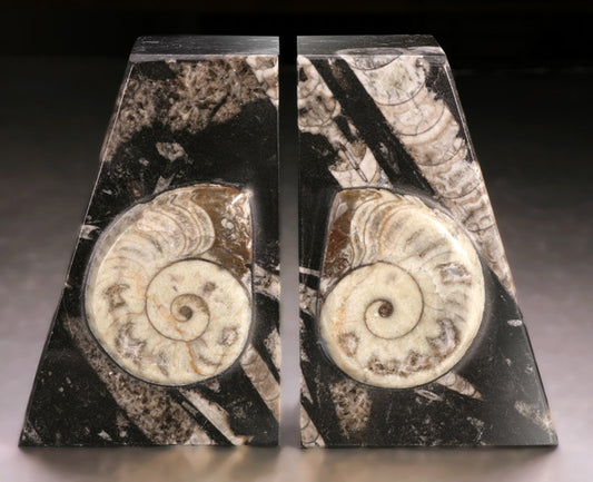 Goniatite Ammonite Bookends