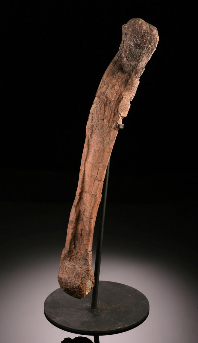 Dromaeosaurus Metatarsal