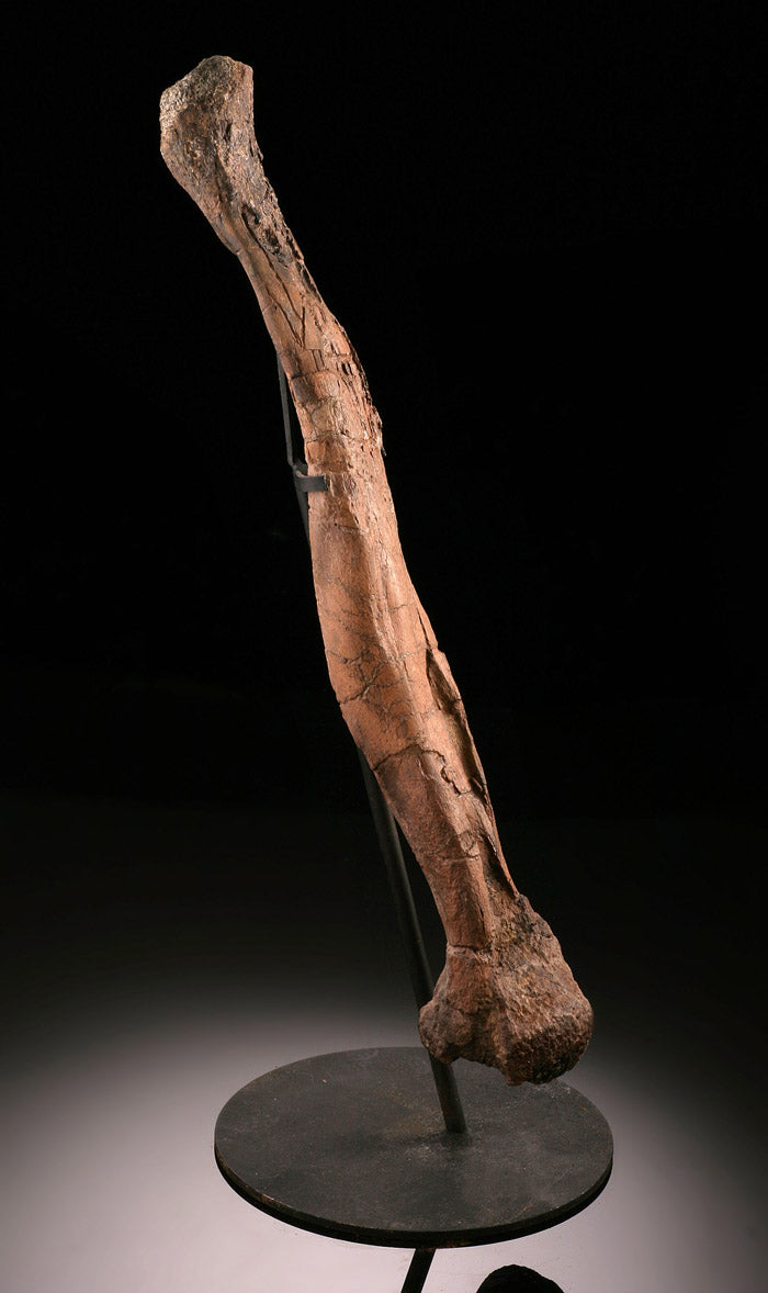 Dromaeosaurus Metatarsal