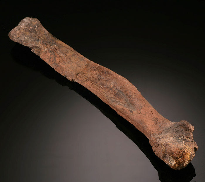 Dromaeosaurus Metatarsal