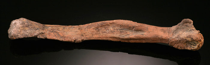 Dromaeosaurus Metatarsal