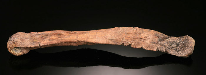 Dromaeosaurus Metatarsal