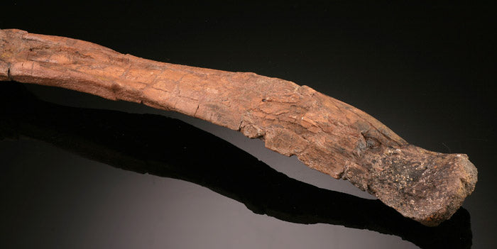 Dromaeosaurus Metatarsal