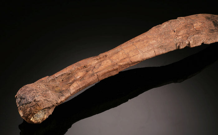 Dromaeosaurus Metatarsal