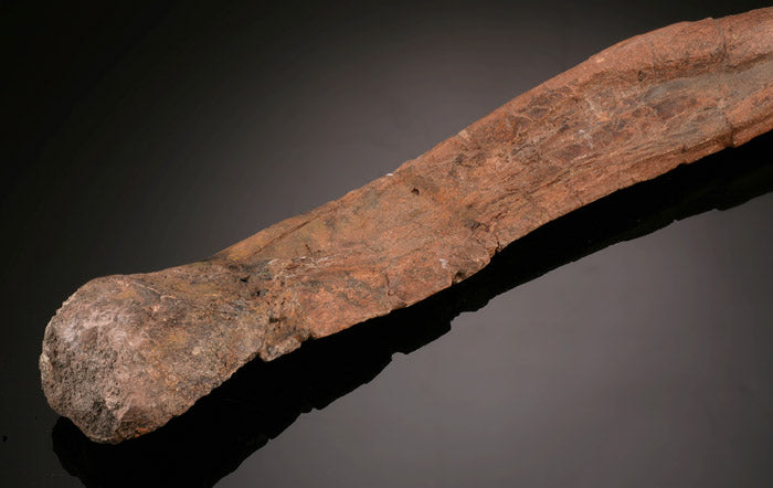 Dromaeosaurus Metatarsal