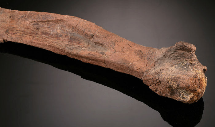 Dromaeosaurus Metatarsal