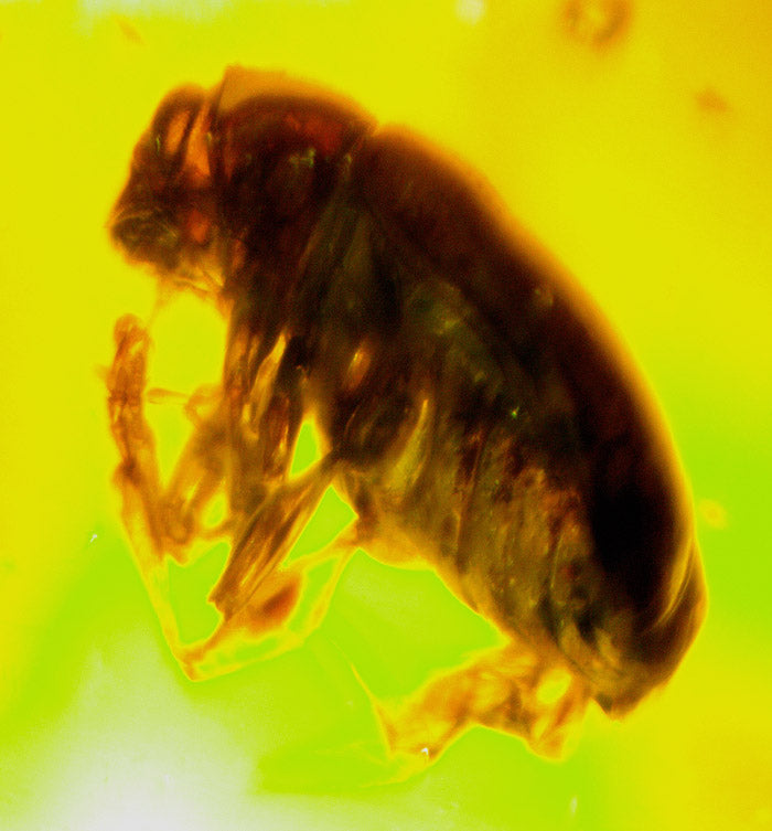 Amber with Insect Inclusion