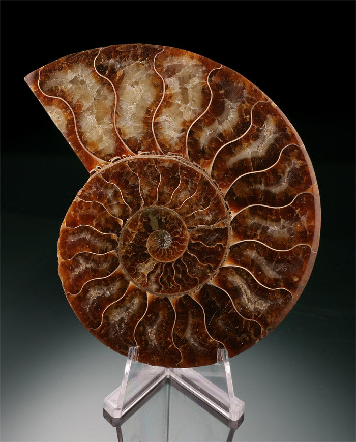 Best Available Ammonite Slice (with stand)