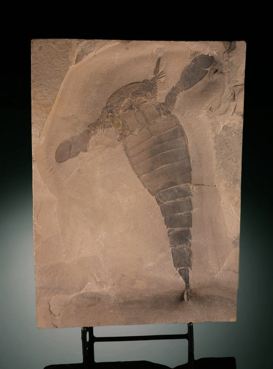 Eurypterus remipes (Sea Scorpion) - New York w/ stand