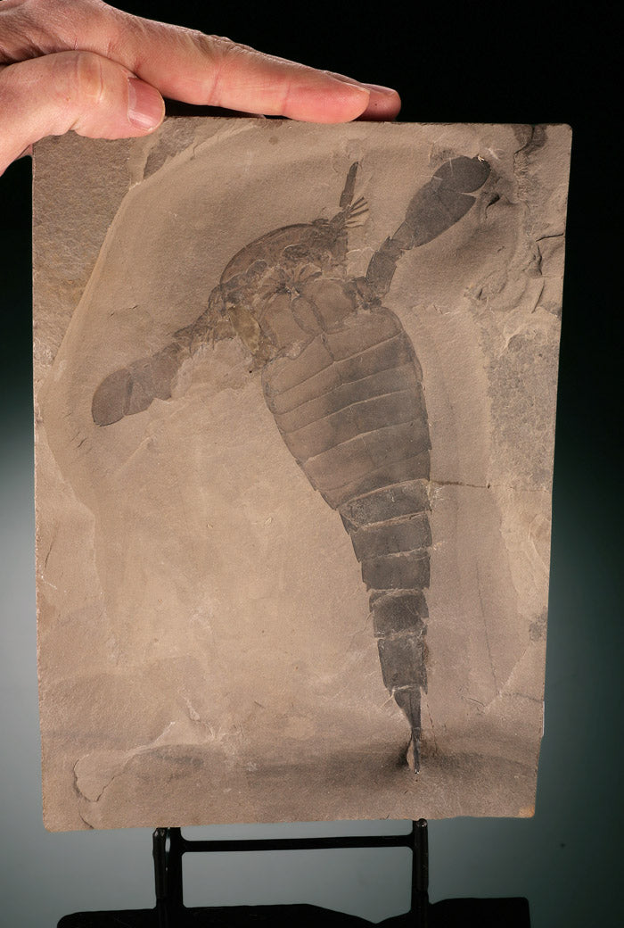 Eurypterus remipes (Sea Scorpion) - New York w/ stand