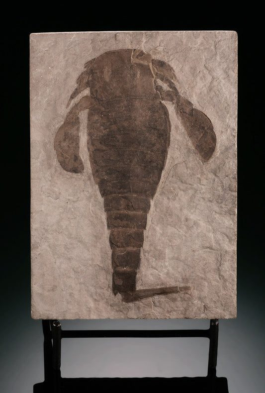 5" Eurypterus remipes (Sea Scorpion) Mortality Plate