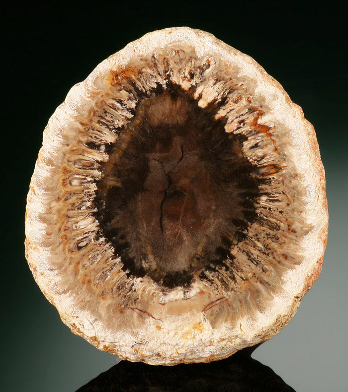 Pine Cone Cut and Polished Cross Section (Pair)