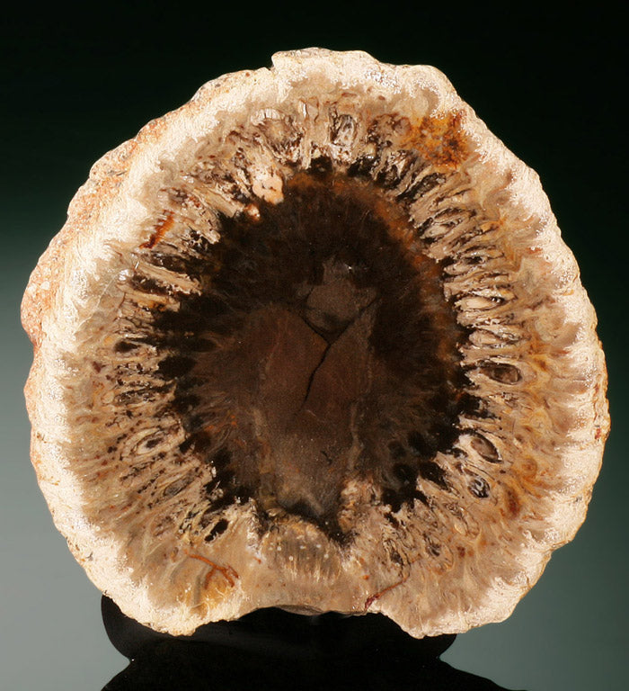 Pine Cone Cut and Polished Cross Section (Pair)