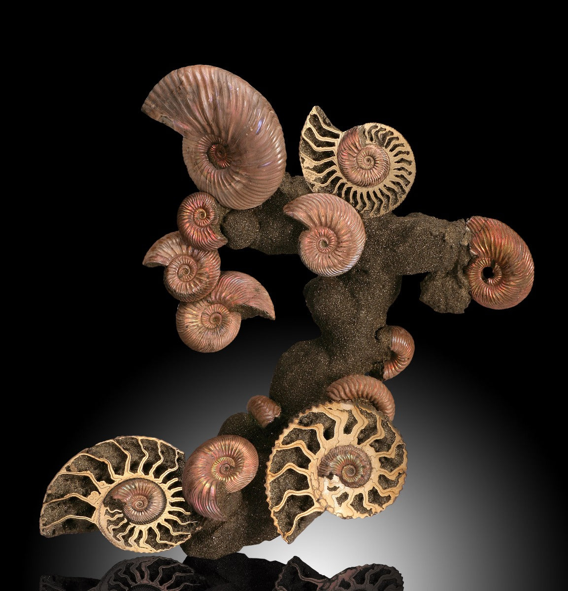 Ammonite Fossil Concretion