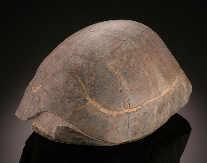 Stylemys nebrascensis (Fossilized Tortoise Shell)