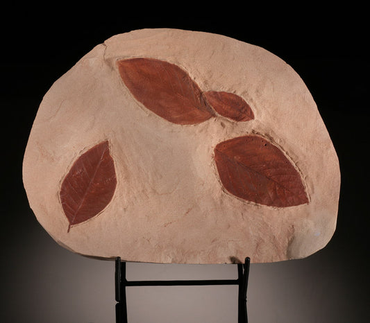 Phyllites disturbans Fossil Leaves (with stand)