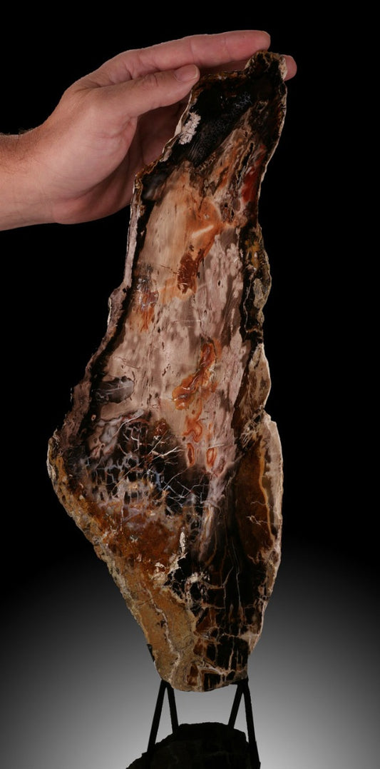 15-1/2" Petrified Wood Slab, Nevada (with stand)