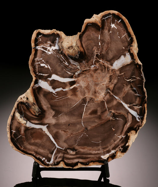 Ash Tree Petrified Wood Slab (with stand)