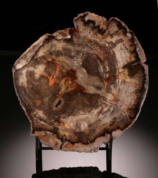 Petrified Wood Slab (Hickory) with stand