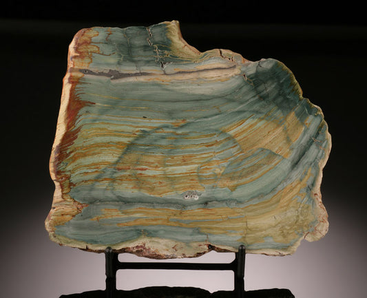 Petrified Swamp Bog Slab (with stand)