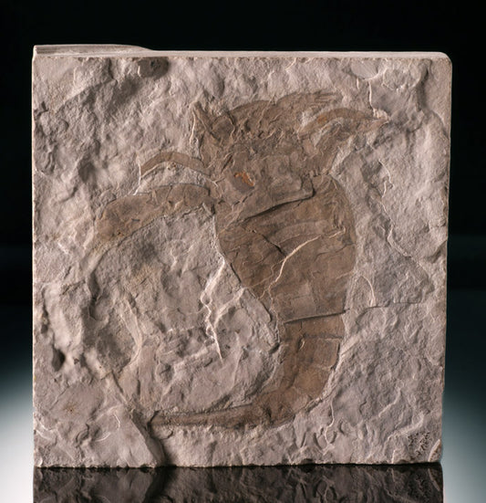 Eurypterus remipes (Sea Scorpion)