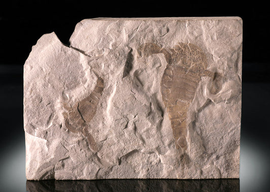 Double Eurypterus remipes (Sea Scorpion)