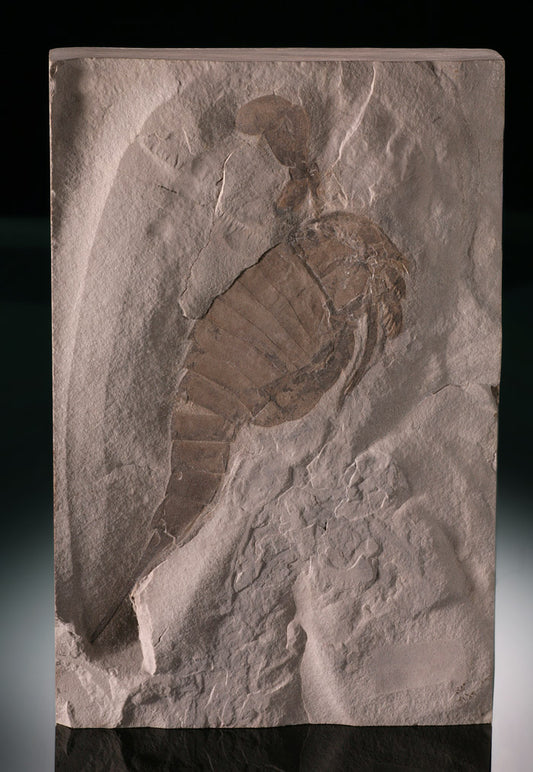 Eurypterus remipes (Sea Scorpion) - New York w/ stand