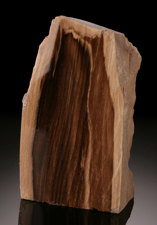 Trout Creek Petrified Wood