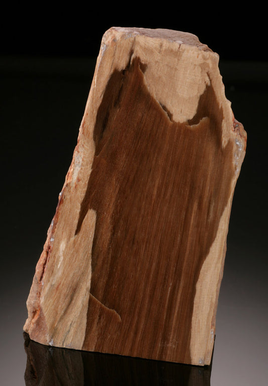 Small Petrified Wood Stand Up