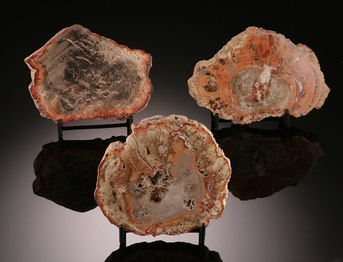 Small Madagascar Petrified Wood Slab