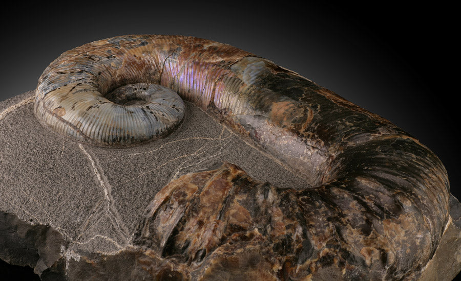 Ammonite Acrioceras Heteromorph