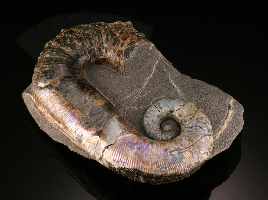 Ammonite Acrioceras Heteromorph