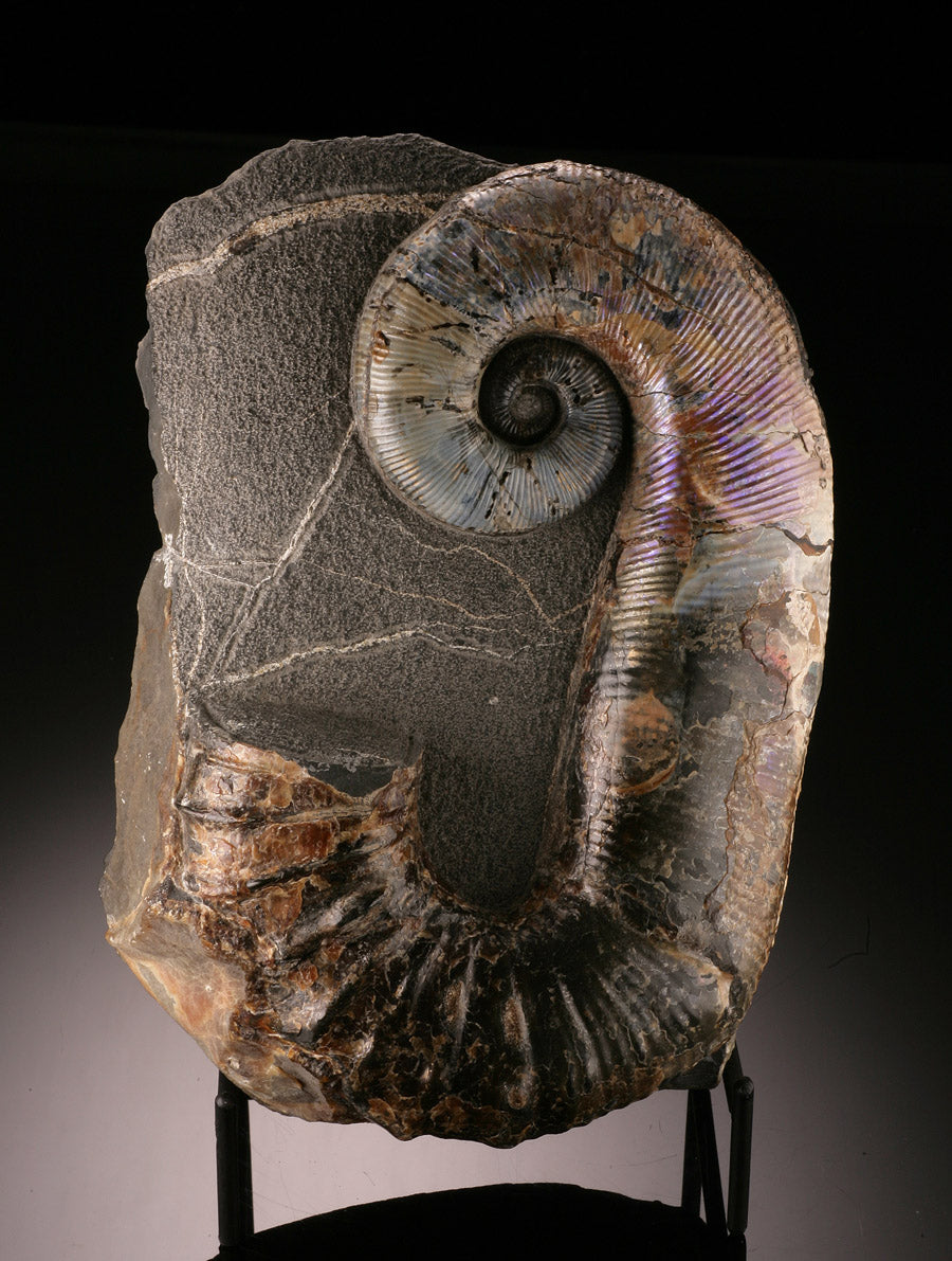 Ammonite Acrioceras Heteromorph