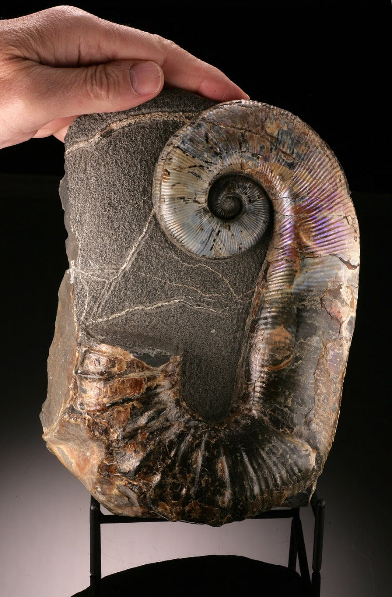 Ammonite Acrioceras Heteromorph