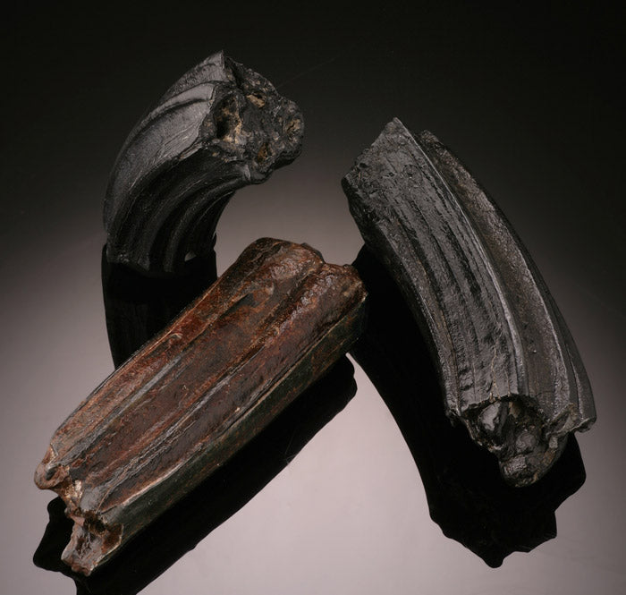Fossil Horse Teeth, Florida- USA (Best Available)
