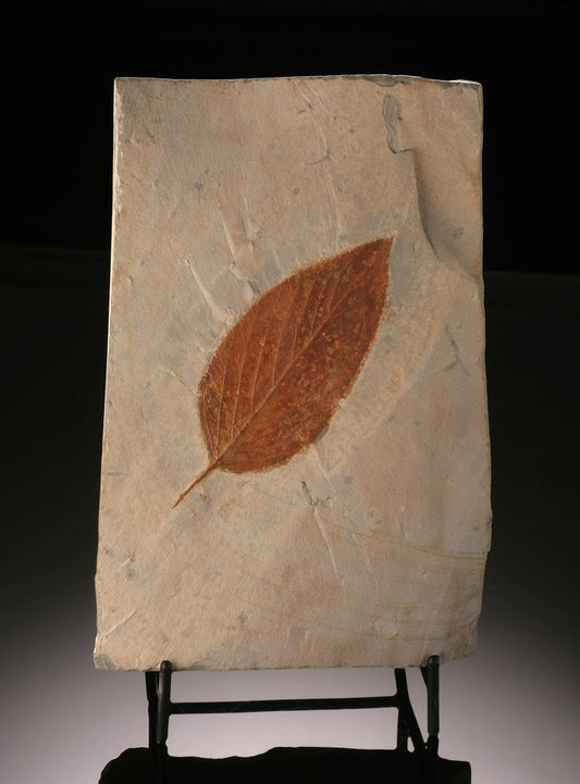 Celtis aspera (Hackberry) Fossil Leaf (with stand)