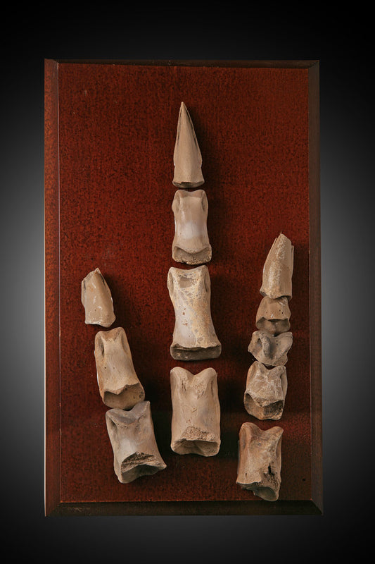 Ornithomimid Foot Bones (Feathered Theropod)