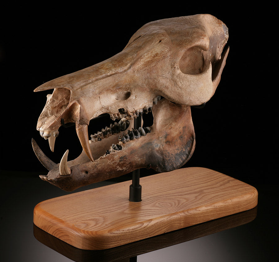 Fossil Peccary Skull, Platygonus compressus