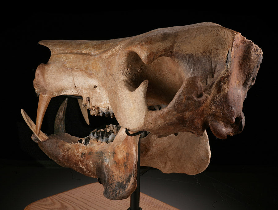 Fossil Peccary Skull, Platygonus compressus