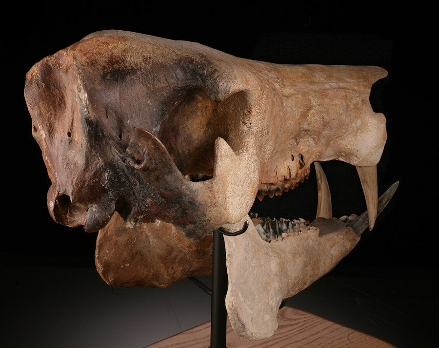 Fossil Peccary Skull, Platygonus compressus