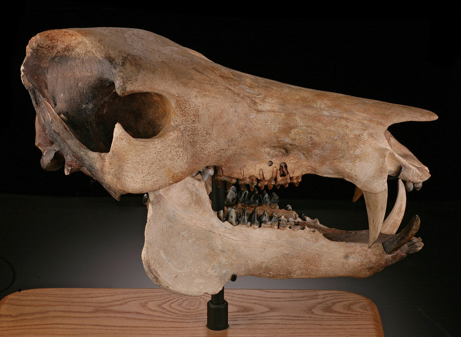Fossil Peccary Skull, Platygonus compressus