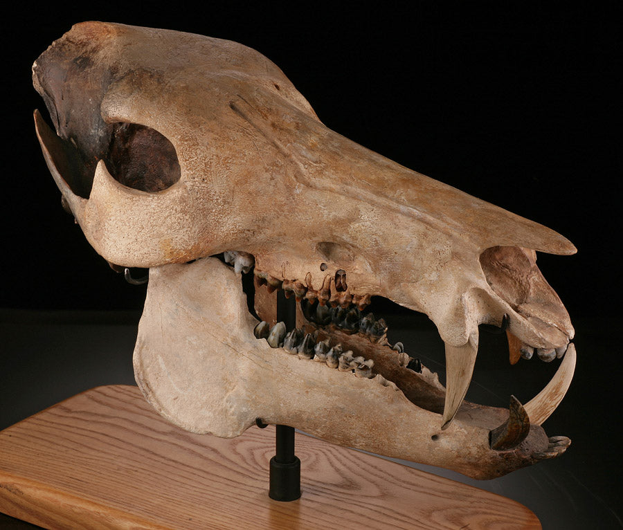 Fossil Peccary Skull, Platygonus compressus