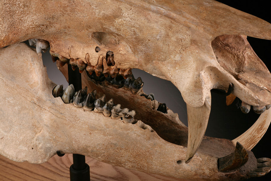Fossil Peccary Skull, Platygonus compressus