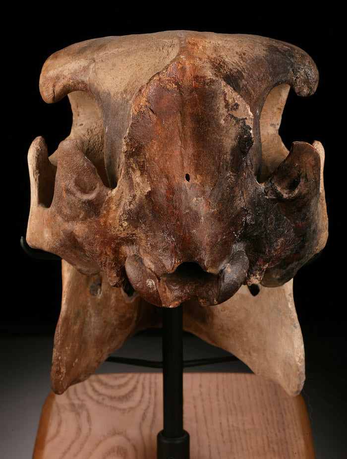Fossil Peccary Skull, Platygonus compressus