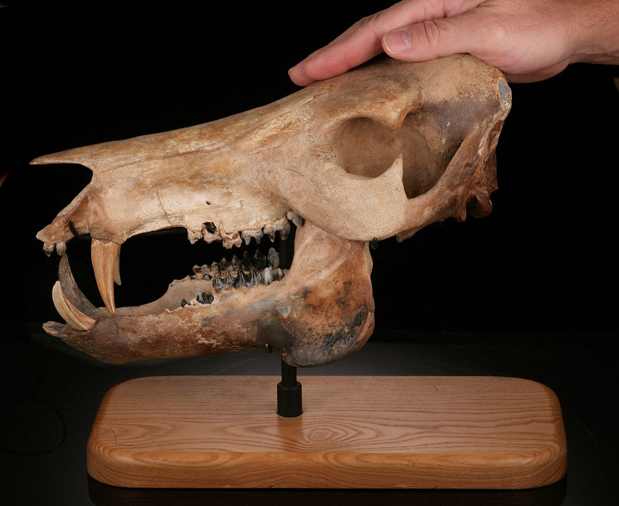 Fossil Peccary Skull, Platygonus compressus