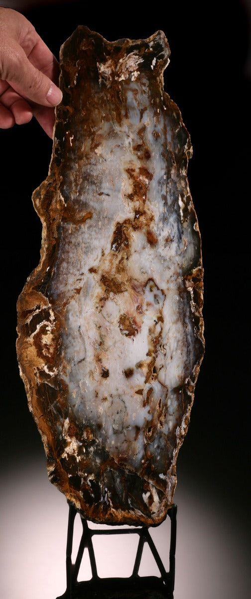 Petrified Wood / Hubbard Basin, Nevada (with stand)