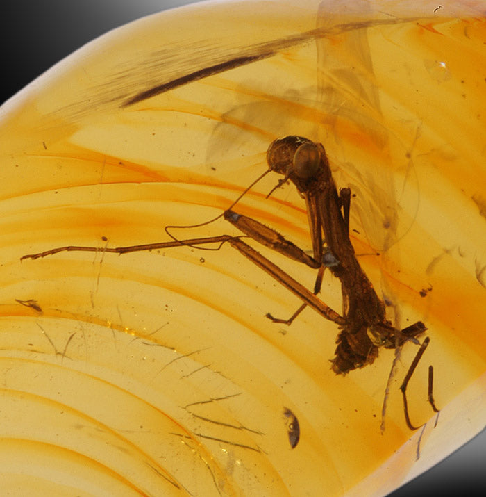 Rare - Praying Mantis in Amber