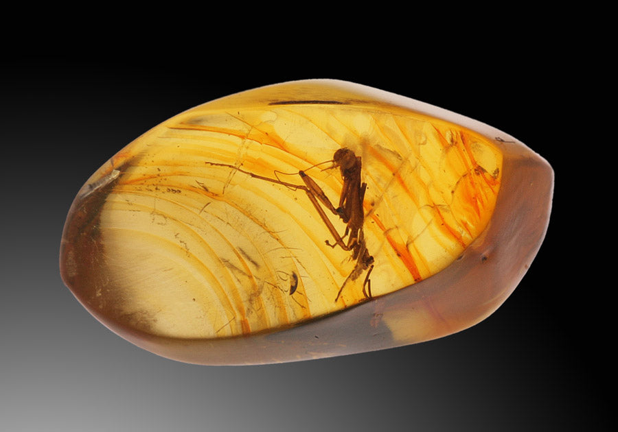 Rare - Praying Mantis in Amber