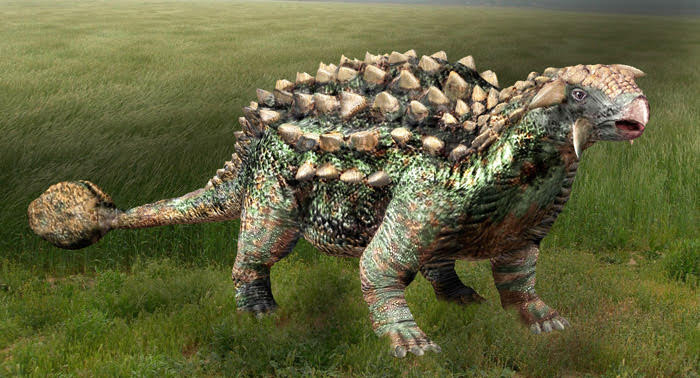 Ankylosaurus Toe Bone (with stand)