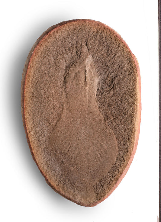 Tullimonstrum gregarium, Exquisite Tully Monster Tail
